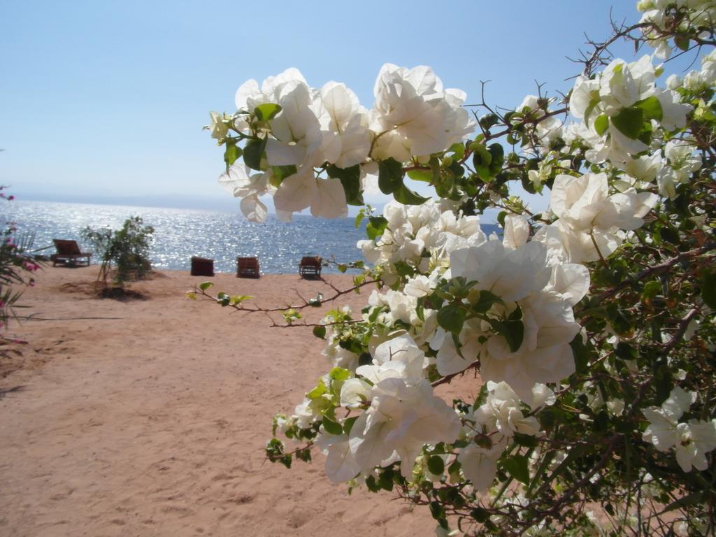Bedouin Star Hotel Таба Екстериор снимка