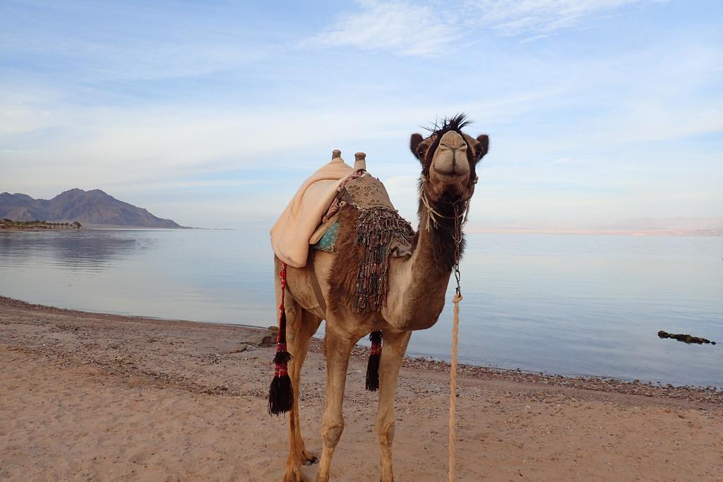 Bedouin Star Hotel Таба Екстериор снимка