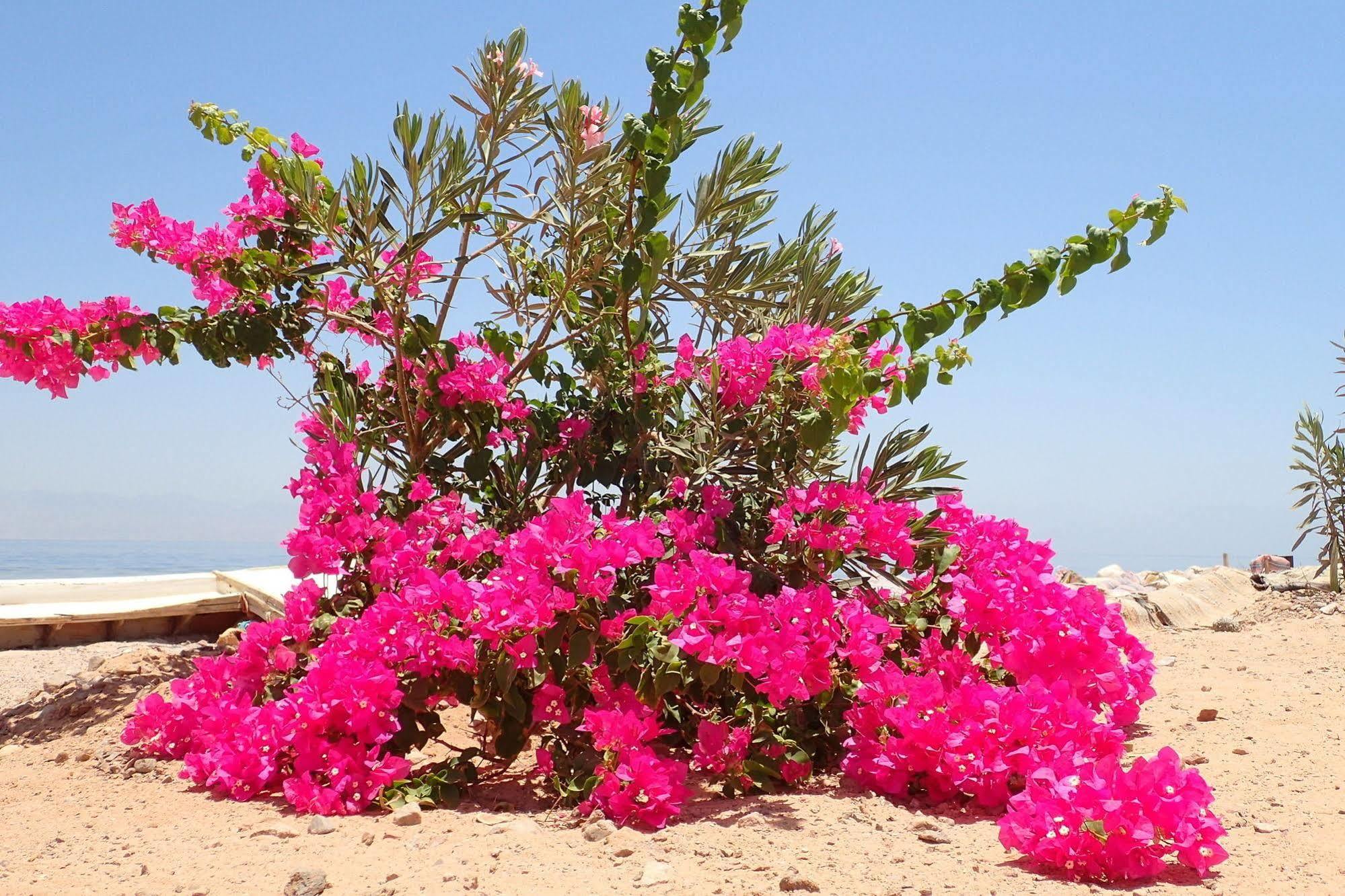 Bedouin Star Hotel Таба Екстериор снимка